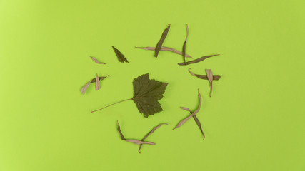 Dried herbs and leaves on green background. Herbal medicine. Alternative medicine concept.