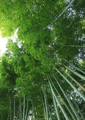 京都　祇王寺の竹林
