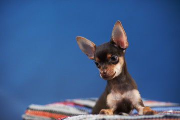 Beautiful Russian Toy Terrier sits on a striped plaid on a blue background.
