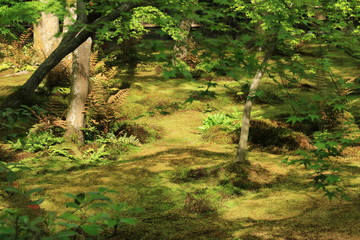 京都　祇王寺の庭