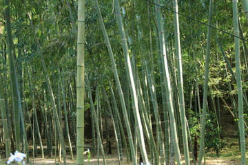 京都の竹藪