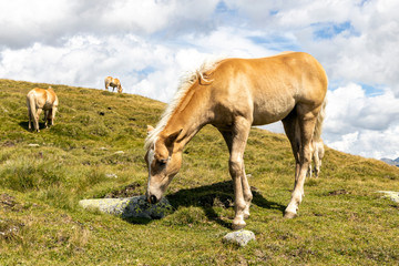 Junges Pferd in den Alpen 2