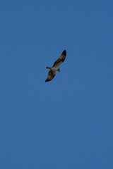 osprey in flight