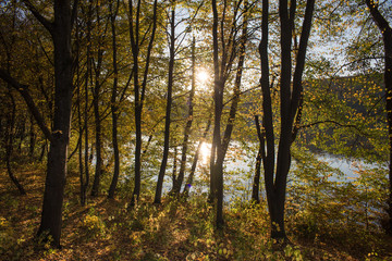 Walk in the autumn woods - 301087864
