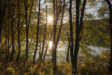 Walk in the autumn woods - 301087893