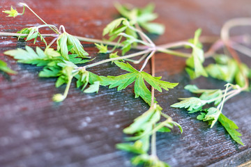 Leaves of a green plant on a background of old boards