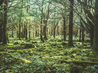 Moody deep woods in Killarney national park in Ireland