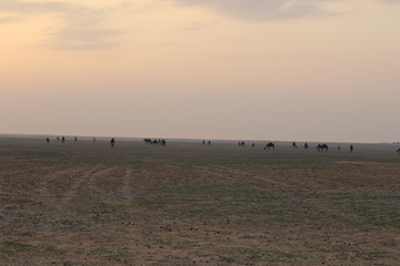 Fototapeta na wymiar camels