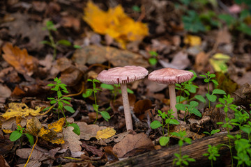 Deux champignons dans un sous-bois