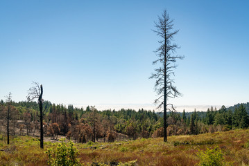 Fototapeta na wymiar Fire Damaged Tree at Henry Cowell Redwoods State Park
