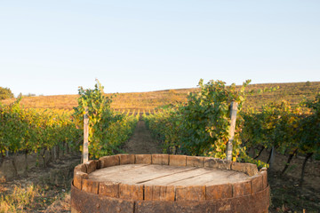 Red wine with barrel on vineyard in green Tuscany, Italy