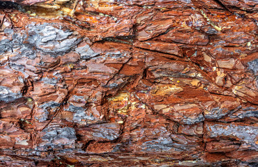 Embossed texture of pine bark. Background.