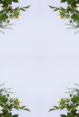 Elegant floral frame with white roses. Design element for wedding, birthday invitation cards, poster, banner, scrapbook
