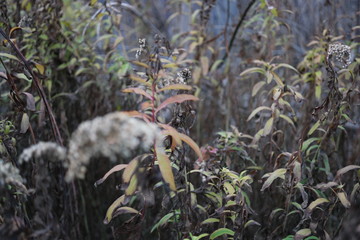  white wild flowers in the fall on a blurred background