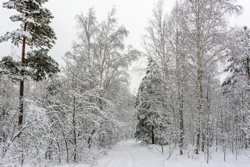 Winter. Snow-covered forest. Branches bend from a lot of snow. Beautiful winter landscape.