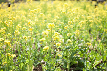 菜の花畑