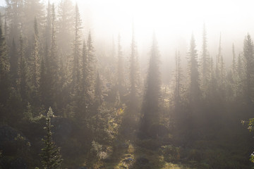 rays of the evening sun breaking through the clouds and fog to the meadow of coniferous forests in mountains