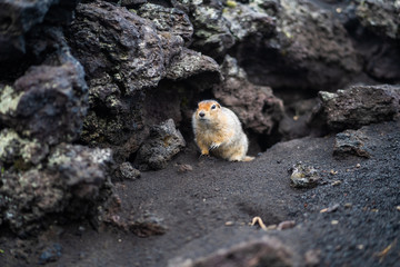 funny groundhog with fluffy fur