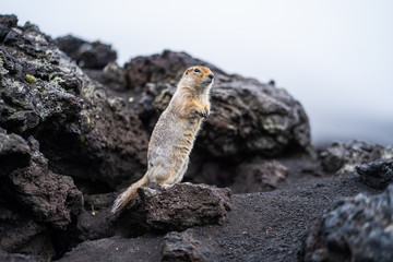 funny groundhog with fluffy fur