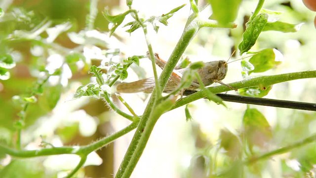The hands of a gardener attempt to catch a giant gray bird grasshopper that is sitting on a tomato plant. This insect can devour entire plants and is a destructive pest. Also on the plant are aphids.