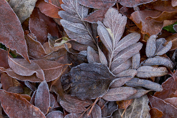 Frozen leaves in autumn