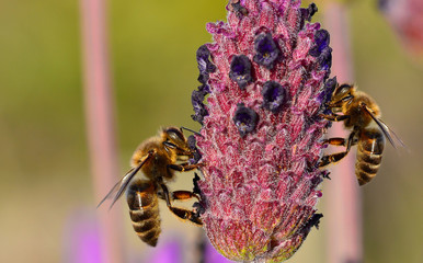 bees looking for honey and pollen in lavender field
