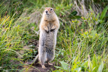 funny groundhog with fluffy fur