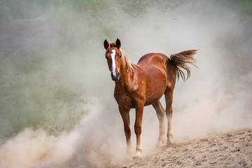 Red horse with long dark mane rearing up in dust