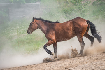 Red horse with long dark mane rearing up in dust