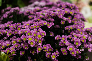 Obraz premium Purple chrysanthemum flowers with yellow inflorescences
