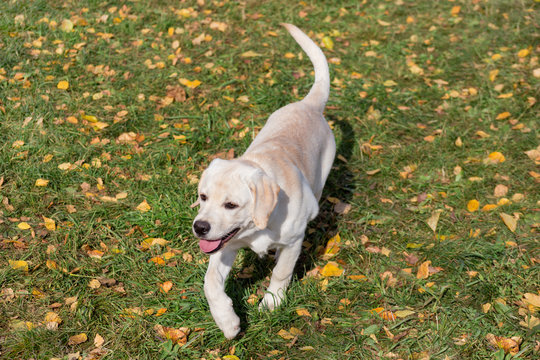 Cute labrador retriever puppy is walking in the autumn park. Pet animals. Two month old. - Powered by Adobe