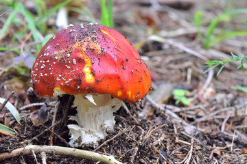 fly agaric - mushroom with red hat