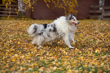 Cute blue merle shetland collie is running on yellow leaves in the autumn park. Pet animals.
