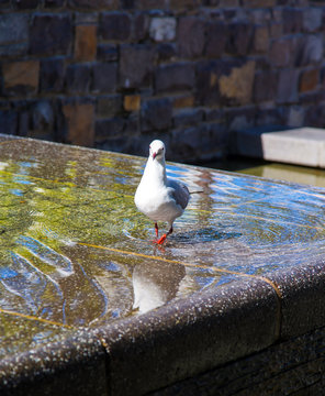 Lovely seagull bathing in the fountain