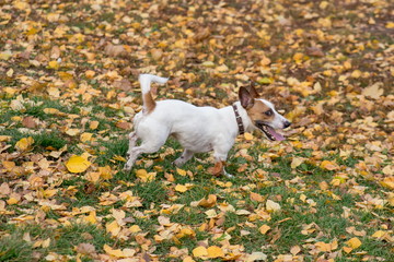 Cute jack russell terrier puppy is walking in the autumn park. Pet animals.