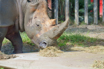 Obraz premium シロサイ