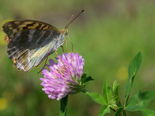 butterfly on lucerne flower
