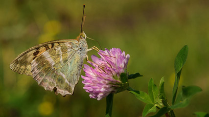 butterfly on lucerne flower