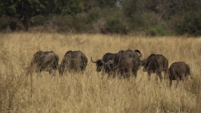 Wild group of buffaloes walking in slow-mo