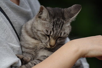 猫を抱く