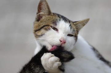 毛繕い中の猫