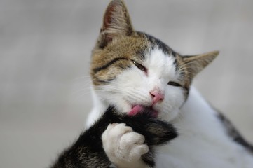 毛繕い中の猫