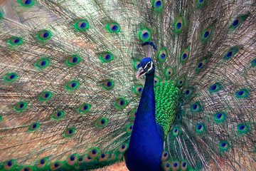 Obraz premium Close up view of The African peacock a large and brightly coloured bird. Portrait of beautiful peacock with feathers out.