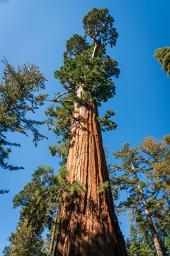 Towering Pines of Kings Canyon National Park © Zack Frank