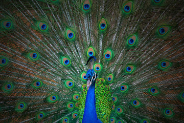 Naklejka premium Close up view of The African peacock a large and brightly coloured bird. Portrait of beautiful peacock with feathers out.