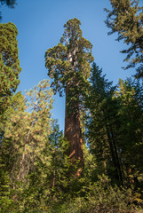 Fototapeta premium General Grant Tree in Kings Canyon National Park