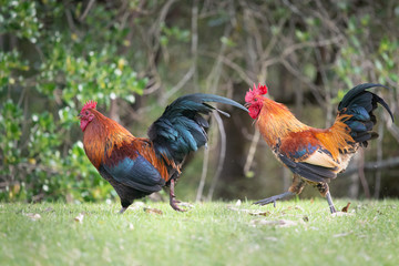 Two wild roosters fighting and running in the Western Spring park in Auckland