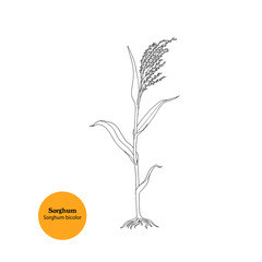Black and white illustration of Sorghum, Sweet sorghum, Sorghum bicolor plant with stem, roots, leaves and seeds for food and forage.