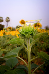  Sunflowers in a wide field, colorful, bright yellow