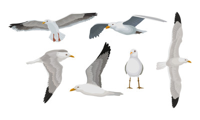 Grey Seagulls In Different Poses Vector Illustraion Set